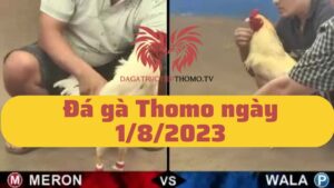 Full tất cả các trận đá gà Thomo vào ngày 8/1/2023