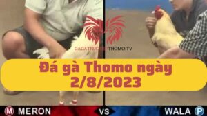 Full tất cả các trận đá gà Thomo vào ngày 2/8/2023