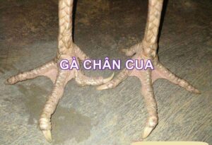 Đôi nét về gà chân cua