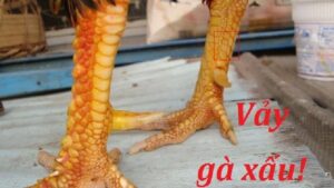 Tình trạng vảy gà chọi xấu là gì?