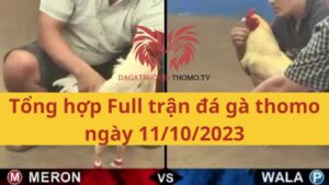 Full tất cả các trận đá gà Thomo vào ngày 11/10/2023