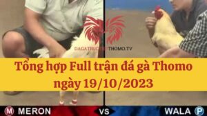 Full tất cả các trận đá gà Thomo vào ngày 19/10/2023