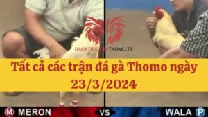 Đá gà Thomo 23/3/2024 - Full clip các trận gà trong ngày