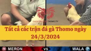 Đá gà Thomo 24/3/2024 - Full clip các trận gà trong ngày