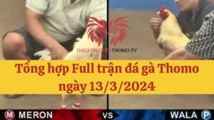 Đá gà Thomo 13/3/2024 - Full clip các trận gà trong ngày