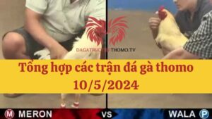 Đá gà Thomo 10/5/2024 - Full clip các trận gà trong ngày