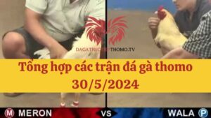 Đá gà Thomo 30/5/2024 - Full clip các trận gà trong ngày