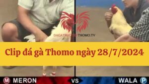 Đá gà Thomo 28/7/2024 - Full clip các trận gà trong ngày