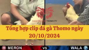 Đá gà Thomo 20/10/2024 - Full clip các trận gà trong ngày