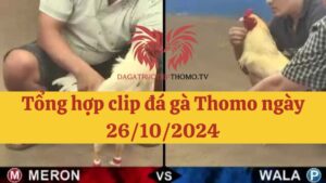 Đá gà Thomo 26/10/2024 - Full clip các trận gà trong ngày