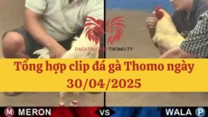 Đá gà Thomo 30/04/2025 - Full clip các trận gà trong ngày