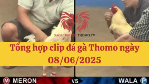 Đá gà Thomo 08/06/2025 - Full clip các trận gà trong ngày
