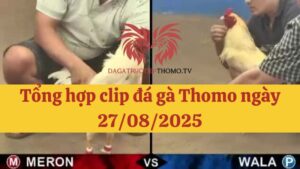 Đá gà Thomo 27/08/2025 - Full clip các trận gà trong ngày