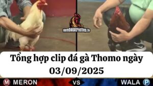 Đá gà Thomo 03/09/2025 - Full clip các trận gà trong ngày